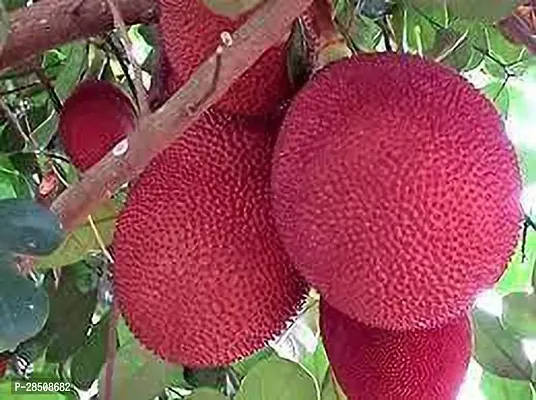 Jack Fruit Plant  JackFruit Xoxygp26-thumb0