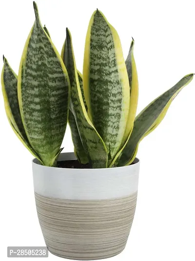 Snake Plant  Snake Plant  07-thumb0