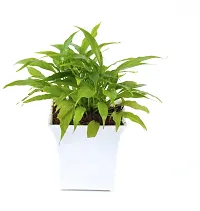 Peace Lily Plant  Peace Lily With White Pot-thumb2