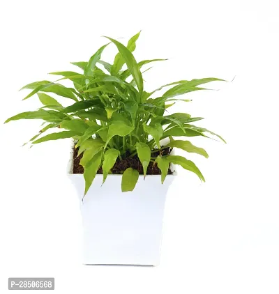 Peace Lily Plant  Peace Lily With White Pot-thumb3