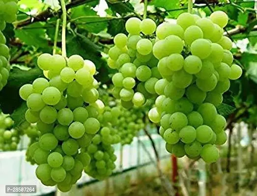 Grapes Plant  GREEN GRAPES Plant  12