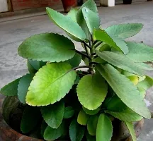 Natural Live Plant for Home Garden-thumb1