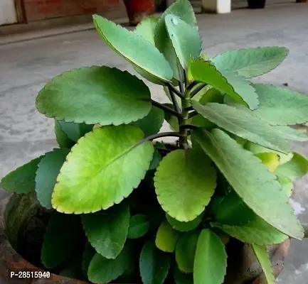 Natural Live Plant for Home Garden-thumb2