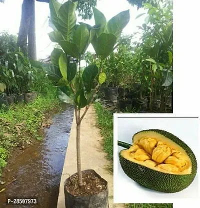 Jack Fruit Plant  Kathal XPBReba179-thumb0