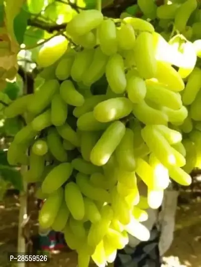 Earth Angels Grapes Plant Air Layered GrapesAngoor live Plant CF526-thumb0