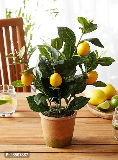 Lemon Plant  LNL01