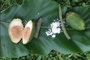 Earth Angels Betel NutSupari Plant BETEL NUT F12-thumb1