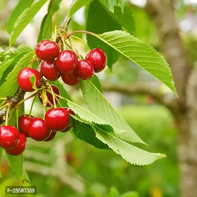 Cherry Fruit Plant  CHRC01-thumb0