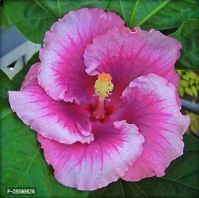 Hibiscus Plant  Joba PinkWhiteCombo PG 01-thumb0