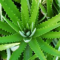 Aloe Vera Plant  Aloe Vera Plant 005-thumb1