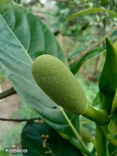 Jack Fruit Plant  kerala green jackfruit Plant-thumb0