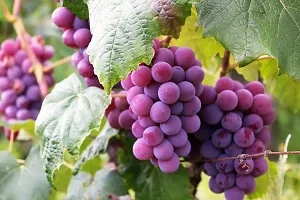 Grapes Plant  Grapes Plant kingdom14-thumb1