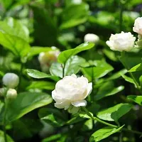 Jasmine Plant  AREBIAN Jasmine mogra 02-thumb1