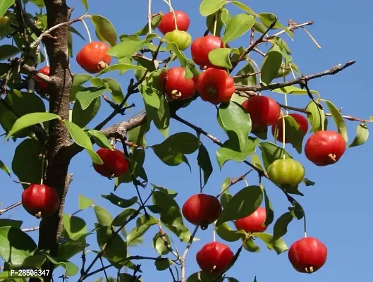 Cherry Fruit Plant  Plant  SURINAM3-thumb3