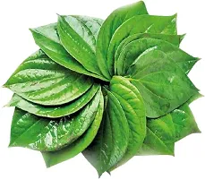 Betel Leaf Plant  Betel Leaf Model Name Banarasi Plant-thumb2