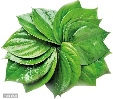 Betel Leaf Plant  Betel Leaf Model Name Banarasi Plant-thumb3