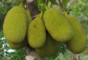 Jackfruit Plant  Kathal Plant kingdom151-thumb1