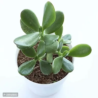 Earth Angels LAXMI SASYA CRASSULA PLANT sec99-thumb0