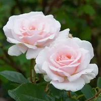 Earth Angels Rose Plant Light Pink Hybrid Rose Plant Hybrid Include Plastic Pot-thumb1