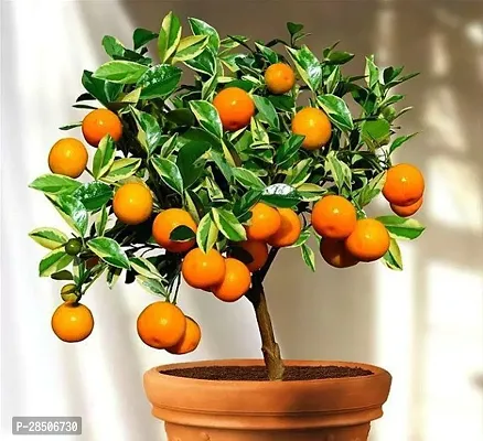 Orange Plant  Bonsai Chines Orange Plant s 6-thumb0