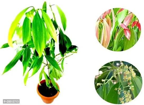 Natural Live Plant for Home Garden-thumb0