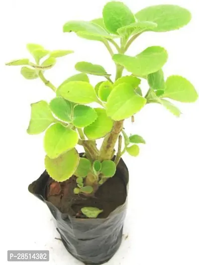 Natural Live Plant for Home Garden