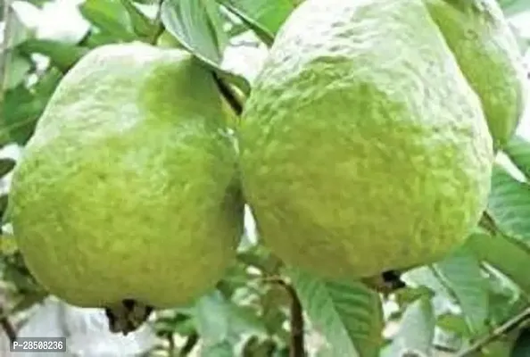 Guava Plant  Guava Plant kingdom73-thumb0