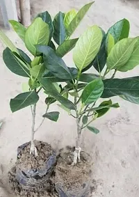 Jack Fruit Plant  Live hybrid jackfruit Plant LP jack 8-thumb1