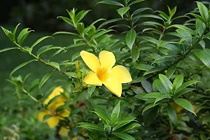 Earth Angels Thunberjia Plant Yellow Allamanda flower plantThunberjia plant-thumb1