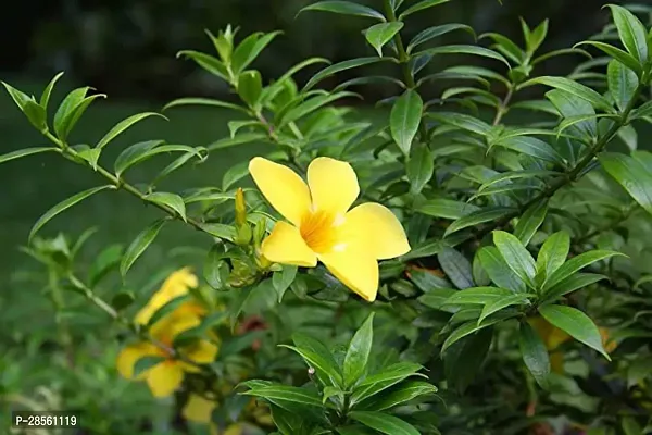 Earth Angels Thunberjia Plant Yellow Allamanda flower plantThunberjia plant-thumb2