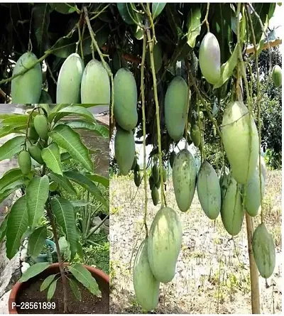 Earth Angels Mango Plant LMM3- Mango plant-thumb0