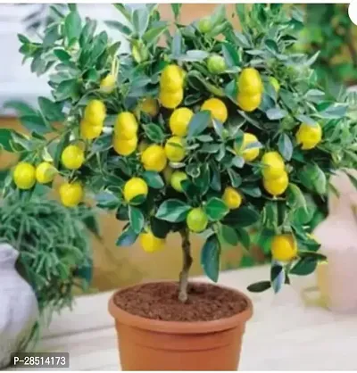 Natural Live Plant for Home Garden-thumb0