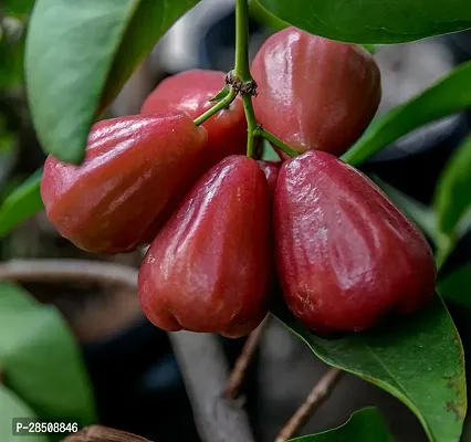 Jamun Plant  Jamrul XPBReba186-thumb0