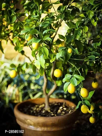 Lemon Plant  Lemons 7 Plant-thumb0