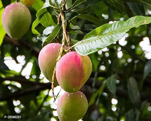 Mango Plant  Mango Plant kingdom176-thumb2