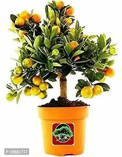 Earth Angels Orange Plant BHJV212-thumb0