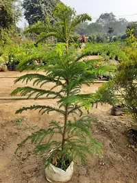 Christmas Tree Plant  Cristmas Tree1-thumb2