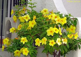 Natural Live Plant for Home Garden-thumb2