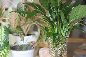 Lily Plant  Peace Lily XOxygreenPlant 2-thumb2