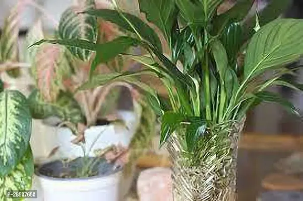 Lily Plant  Peace Lily XOxygreenPlant 2-thumb3