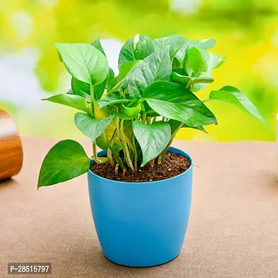 Natural Live Plant for Home Garden