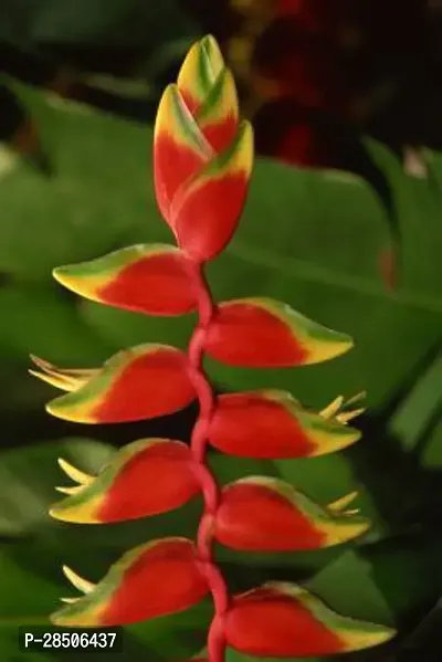 Banana Plant  Flower Banana Plant s-thumb2