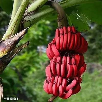 Banana Plant  Red Hybrid Banana Plant-thumb0