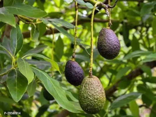 Avocado Plant  avacado Plant  0105-thumb0