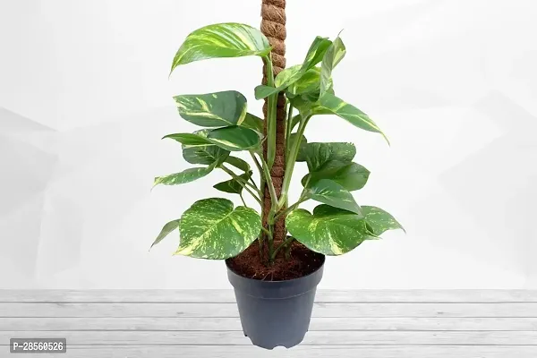 Earth Angels Money Plant money plant 4012-thumb0