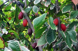 Coconut Plant  Plant  COCOA4-thumb1