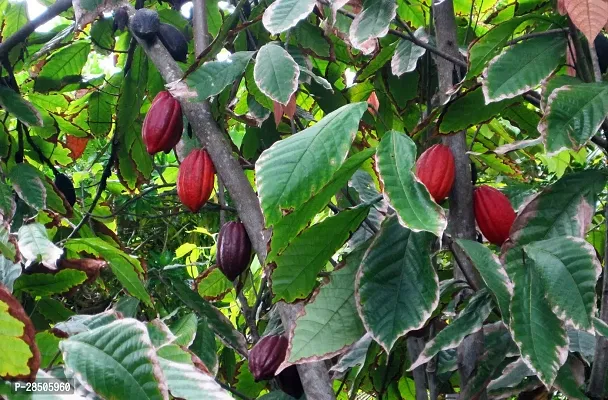 Coconut Plant  Plant  COCOA4-thumb2