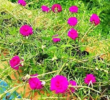 Portulaca Plant  Portulaca Pink Flower Plant  With Pot-thumb1