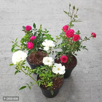 Earth Angels Rose Plant Beautiful WhiteRed Rose Flower plant with pot (pack of 2)-thumb0