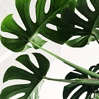 Monstera Deliciosa Plant  Monstera Deliciosa-thumb1